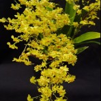 Oncidium Twinkle Yellow Flowering Size